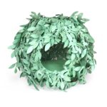 Cat Bush