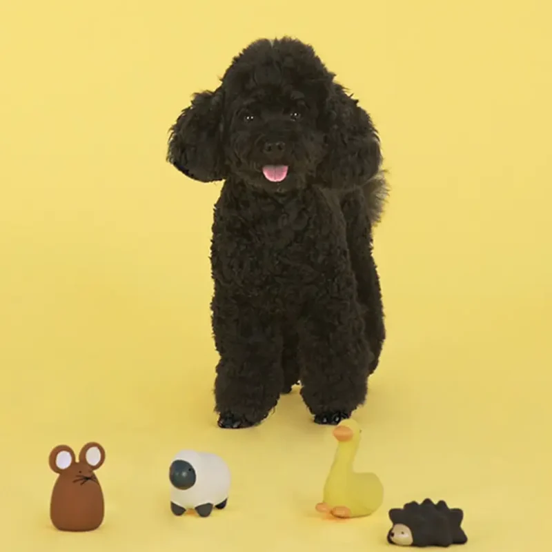 Set 4 giochi in lattice per cani