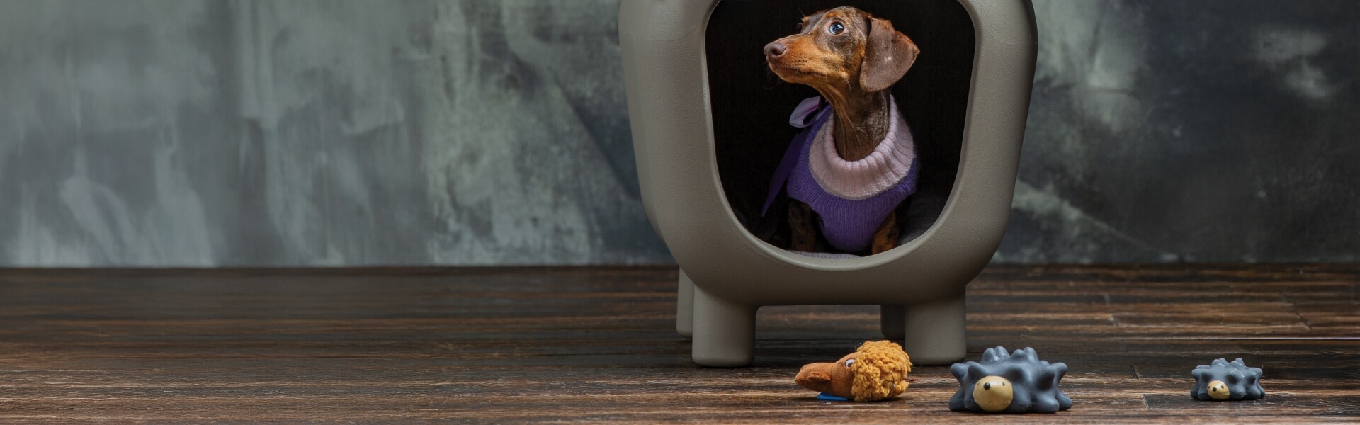 banner_cane_casa_giochi