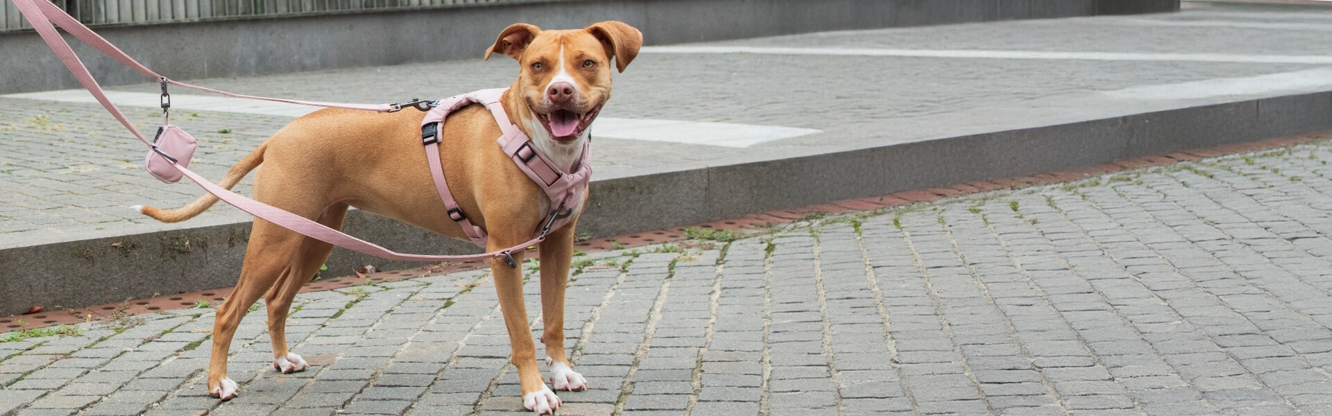 banner_cane_passeggio