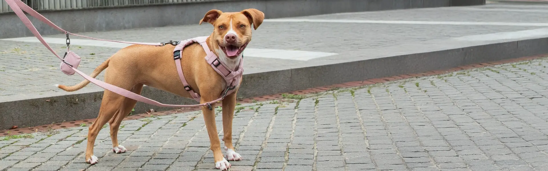 banner_cane_passeggio