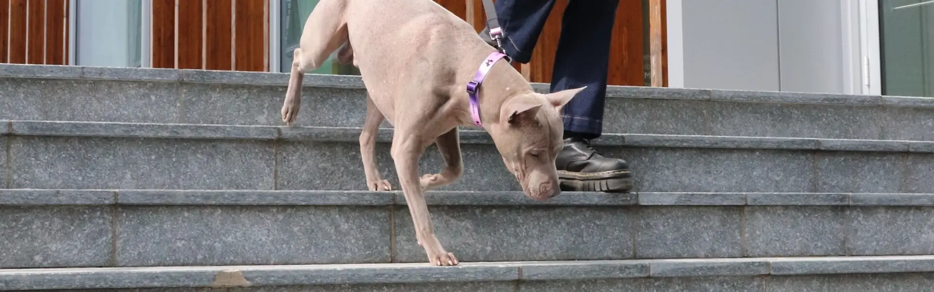 banner_cane_passeggio_collarieguinzagli