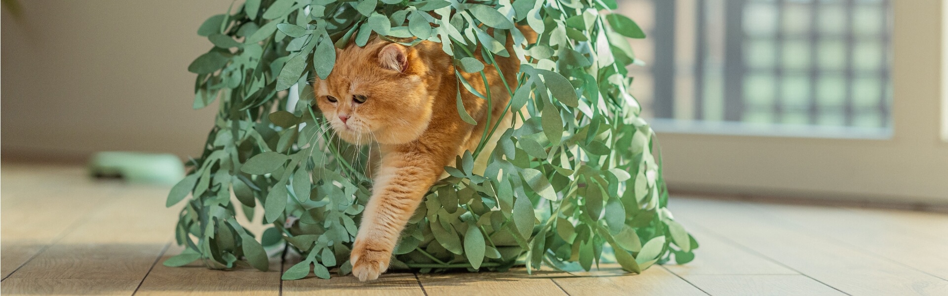 banner_gatto