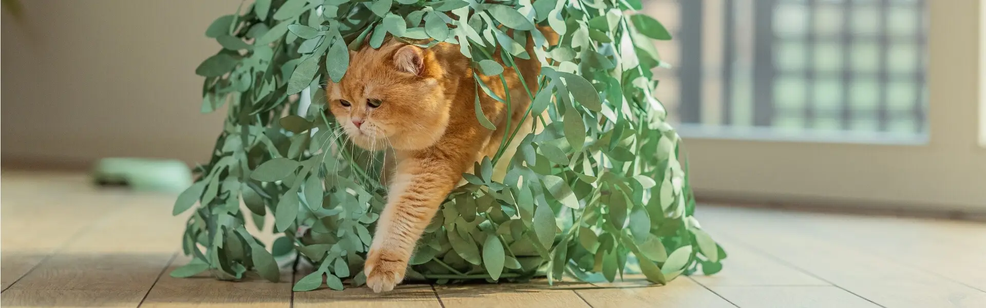 banner_gatto