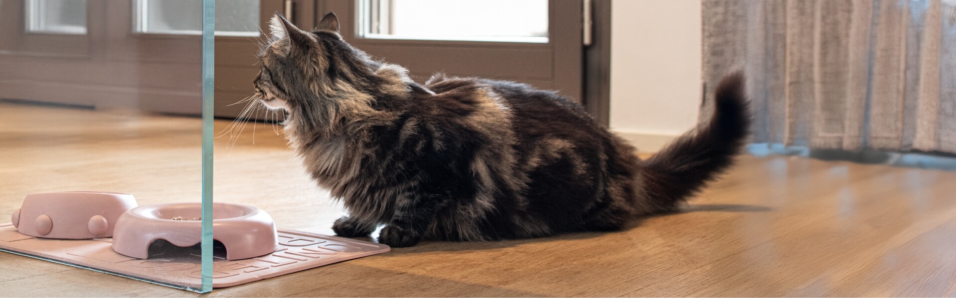 banner_gatto_casa