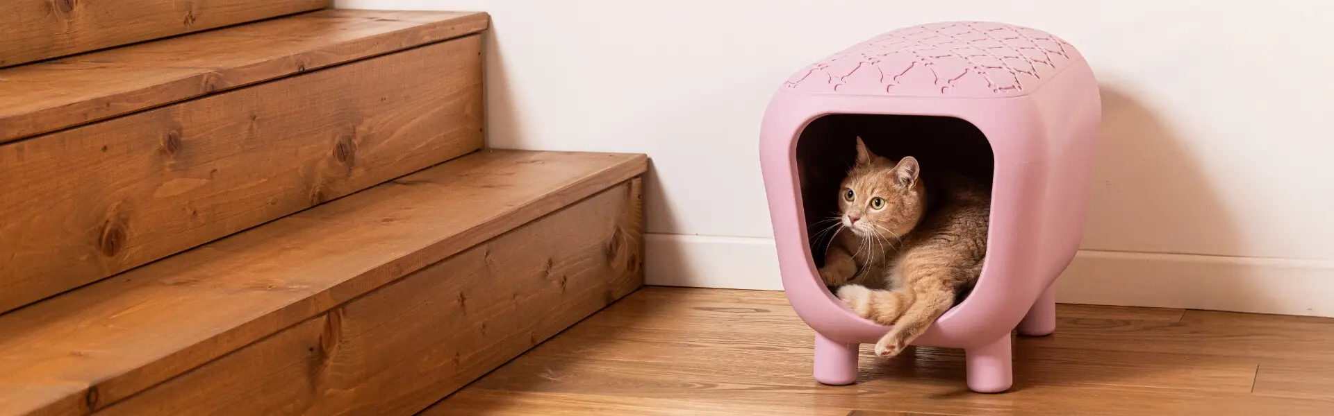 banner_gatto_casa_cucceecuscini