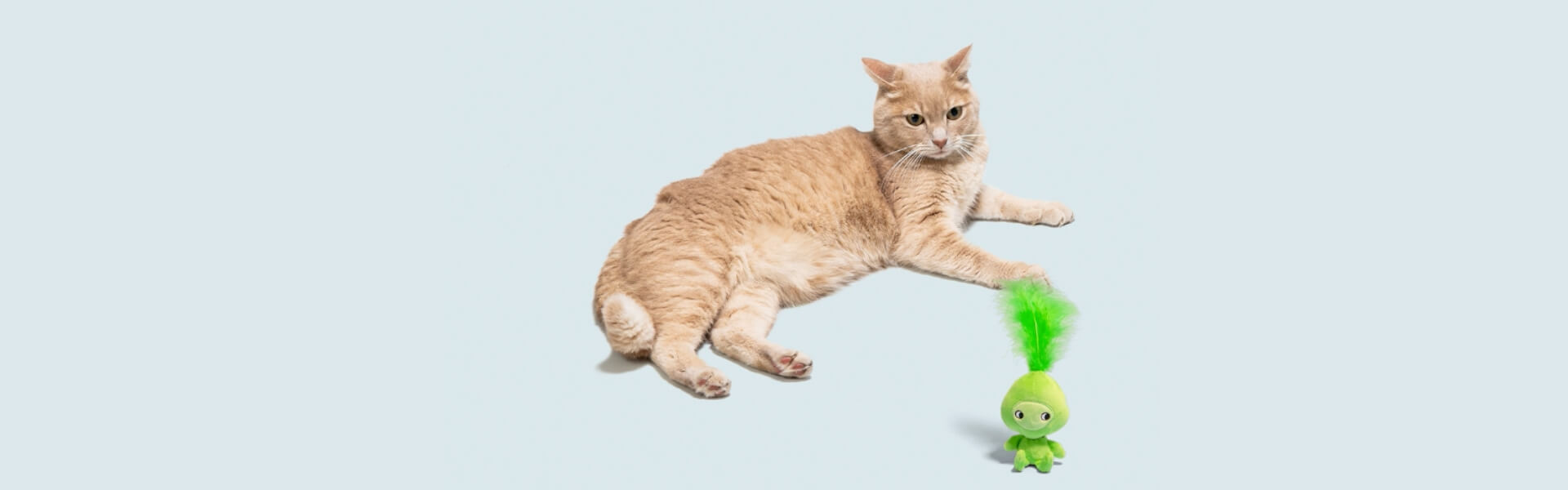 banner_gatto_casa_giochi