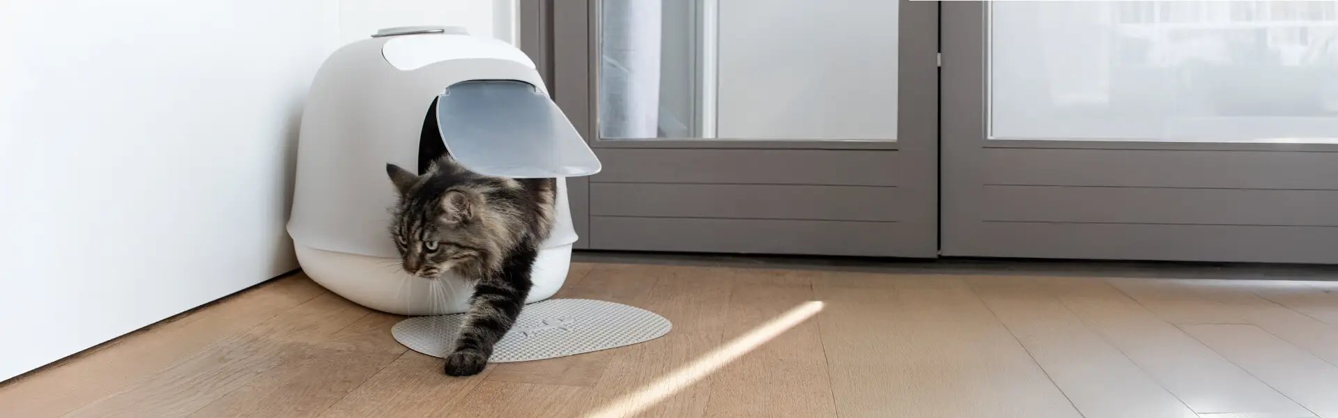 banner_gatto_igiene