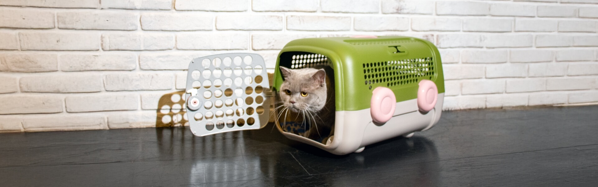 banner_gatto_viaggioetrasporto