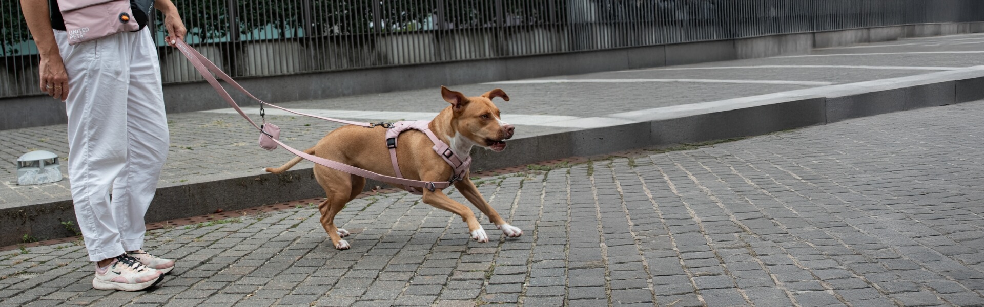 cane_collezioni_citylife