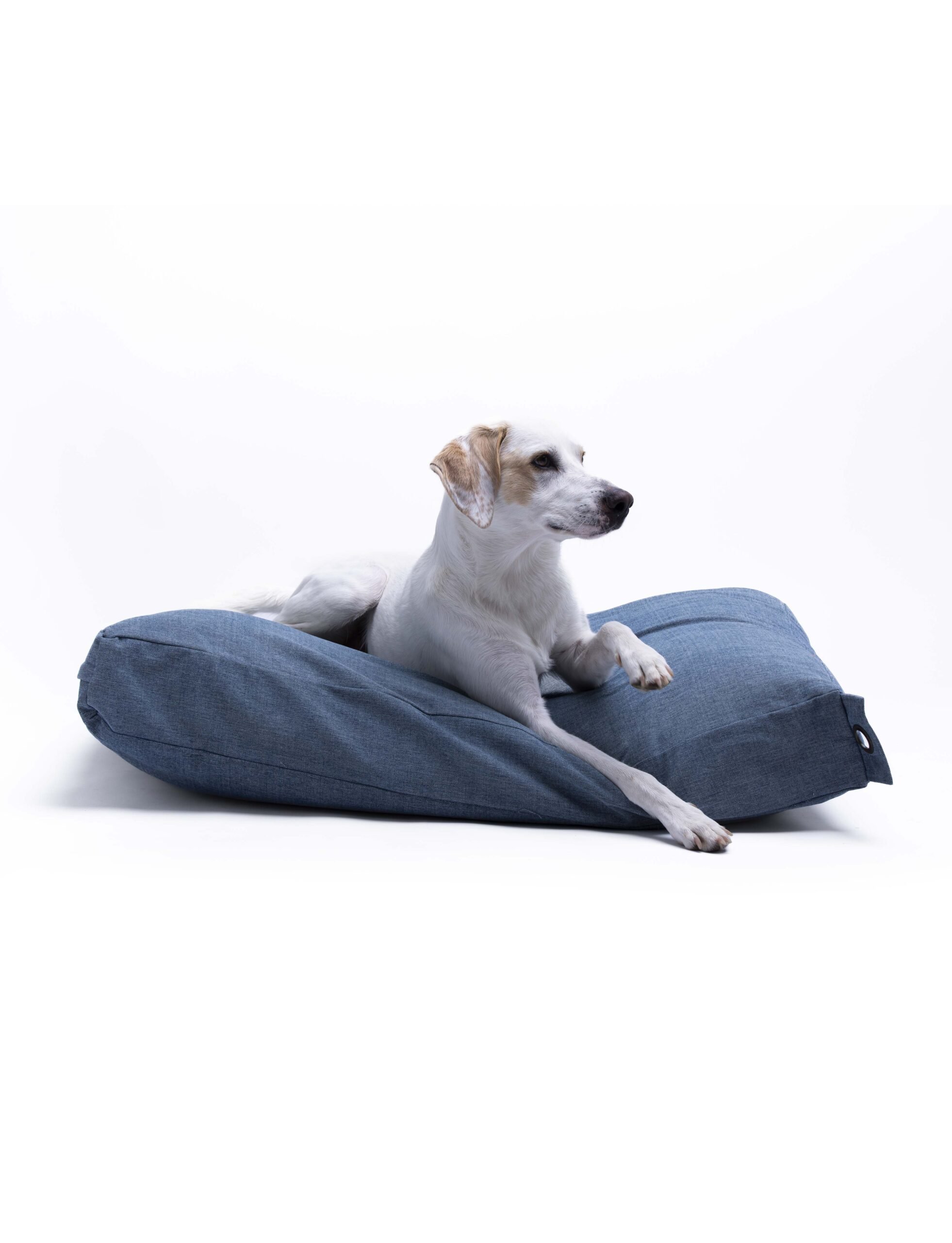 Cucce e cuscini per cani