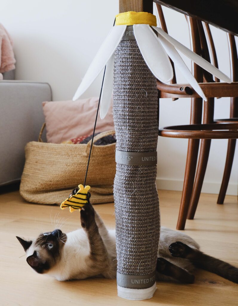 Cat scratching sofas and furniture