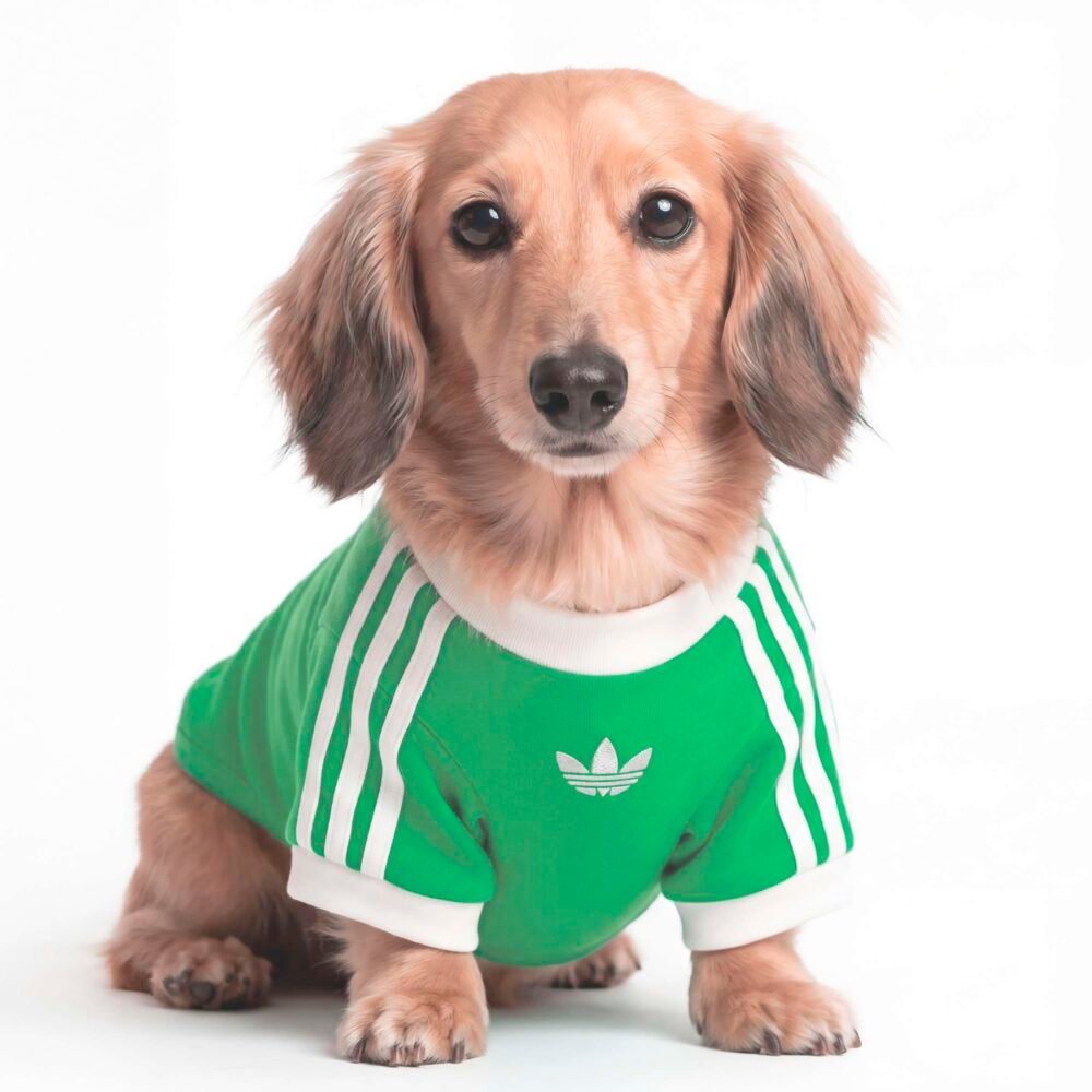 T-shirt per animali