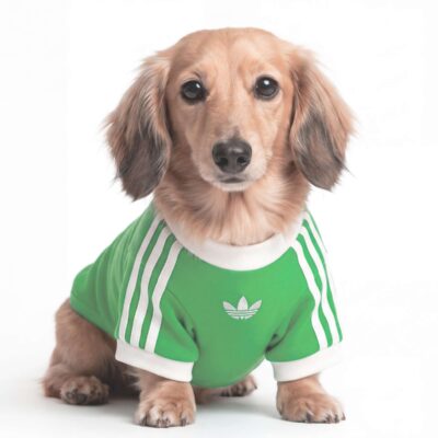 T-shirt per animali