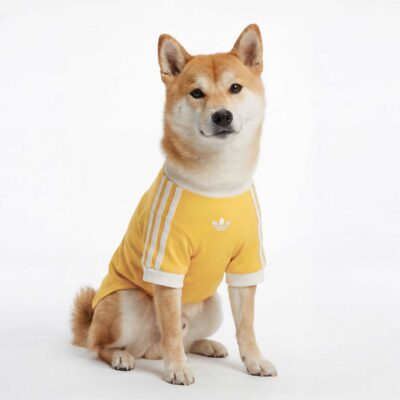 T-shirt per animali